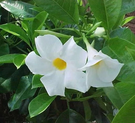 Mandevilla boliviensis flower white