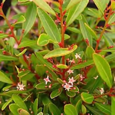 Maytenus bachmannii foliage