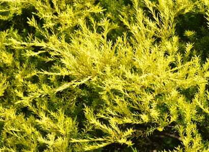 Melaleuca bracteata 'Johannesburg Gold' (Golden melaleuca) - Plantinfo