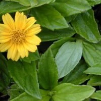 Melanthera triternata