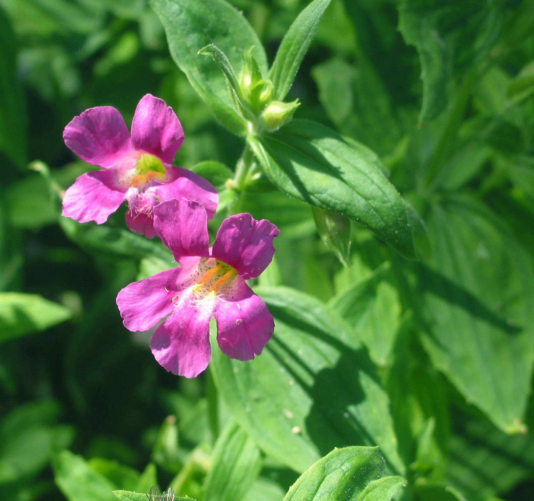 Mimulus species