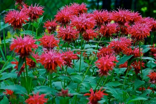 Monarda didyma