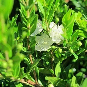 Myrtus-communis foliage