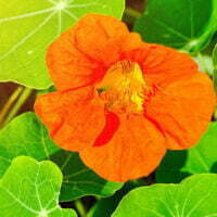 Botanical Name: Tropaeolum majus Common Name(s): Nasturtium