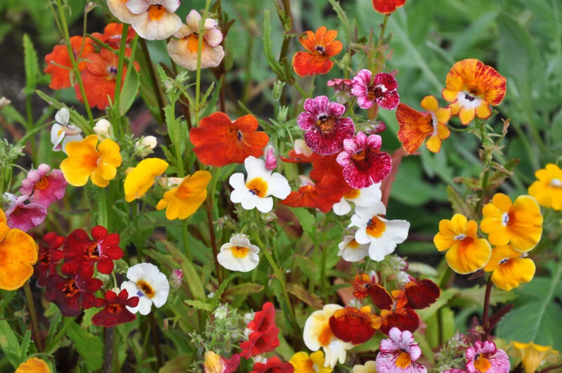Nemesia strumosa
