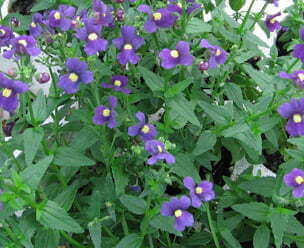 Nemesia strumosa x hybrids