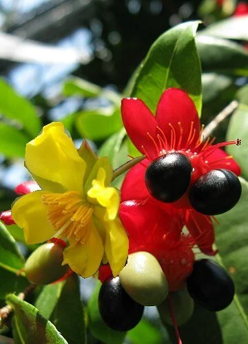 Ochna serrulata