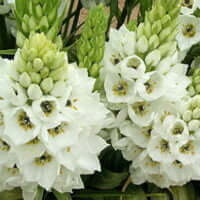 Ornithogalum thyrsoides bulb white flowers