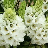 Ornithogalum thyrsoides bulb white flowers