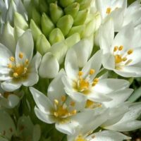 Ornithogalum thyrsoides individual flower