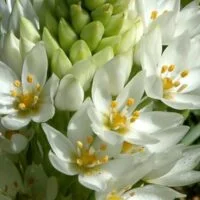 Ornithogalum thyrsoides individual flower