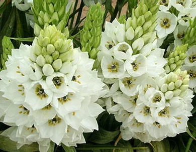 Ornithogalum thyrsoides bulb white flowers