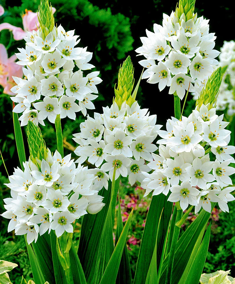 Ornithogalum thyrsoides