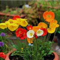 Papaver nudicaule Iceland Poppy IN POT