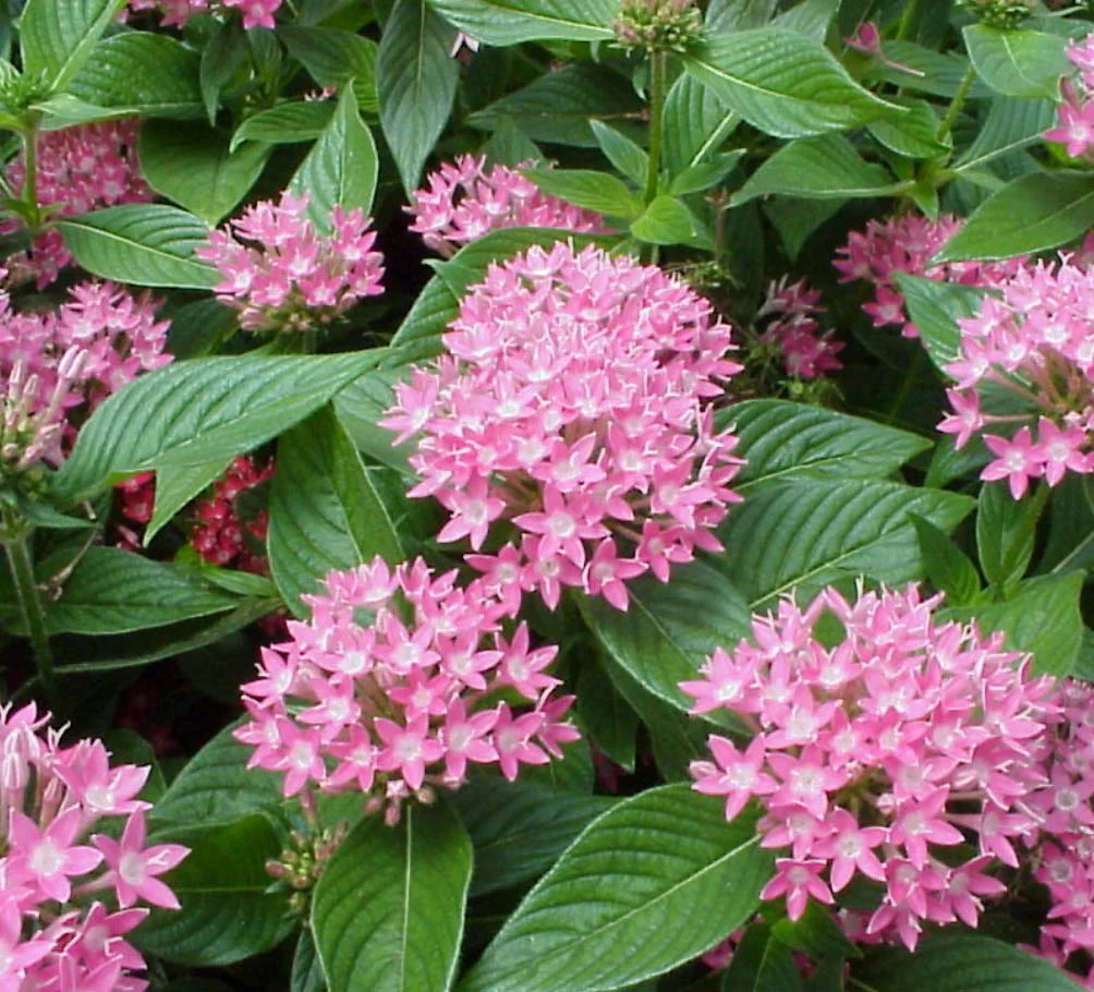 Pentas lanceolata