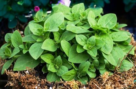 Petunia foliage
