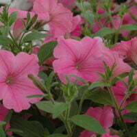 Petunia supertunia Vista Bubblegum foliage leaves