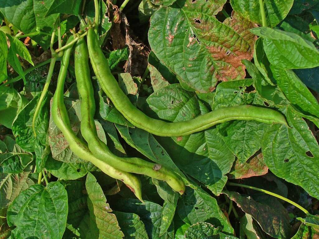 Phaseolus vulgaris (Beans (dwarf/green), French beans) - Plantinfo