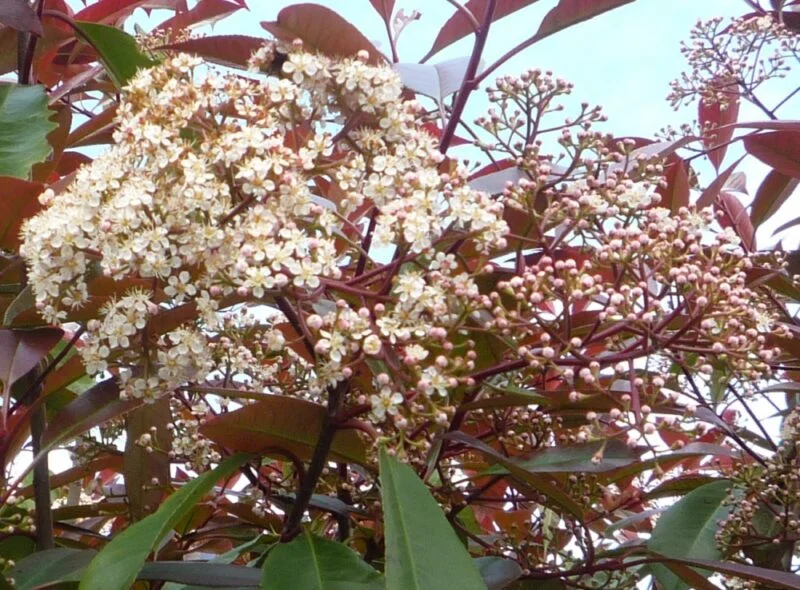 Photinia x fraseri 'Red Robin'