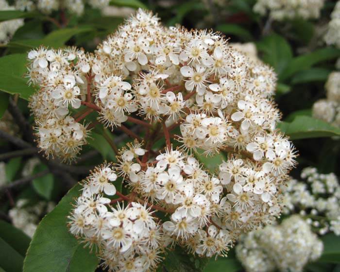 Photinia x fraseri ‘Red Robin’ flower