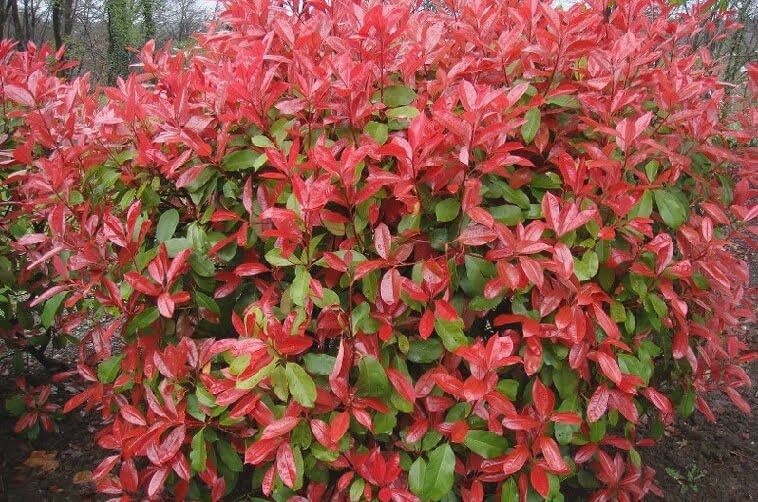 Photinia x fraseri ‘Red Robin’ foliage
