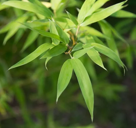 Phyllostachys aurea foliage