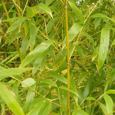 Phyllostachys aurea