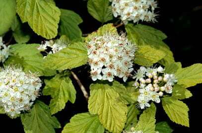 Physocarpus opulifolius ‘Luteus’ flower