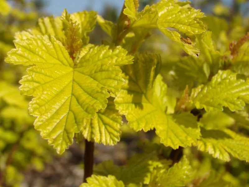 Physocarpus opulifolius ‘Luteus’ foliage