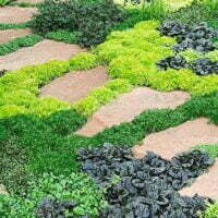Ground Covers and Perennials
