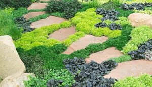 Ground Covers and Perennials