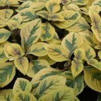 Plectranthus cilliatus Sasha