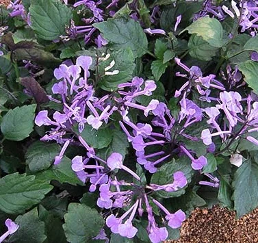 Plectranthus species