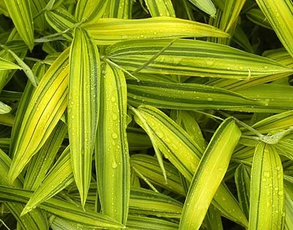 Pleioblastus viridistriatus