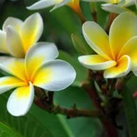 Plumeria rubra frangipani