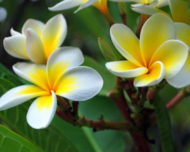 Plumeria rubra (Frangipani) - Plantinfo