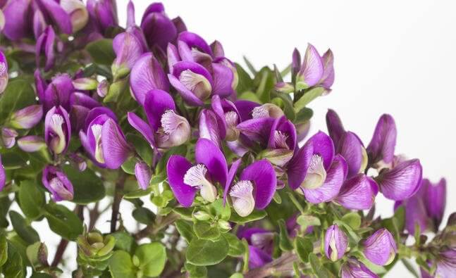 Polygala fruticosa ‘Sugar Baby’ feature