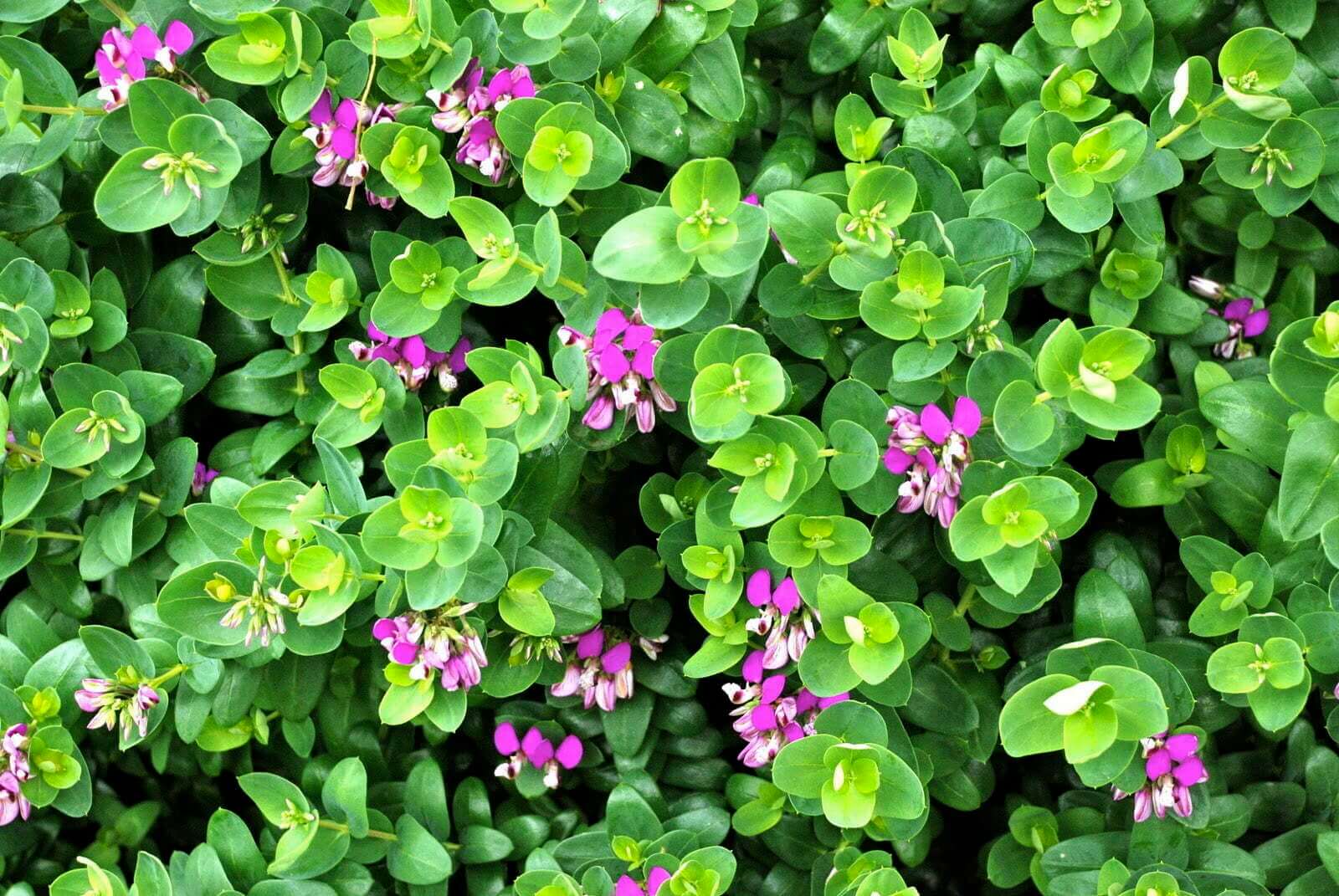 Polygala fruticosa ‘Sugar Baby’ foliage