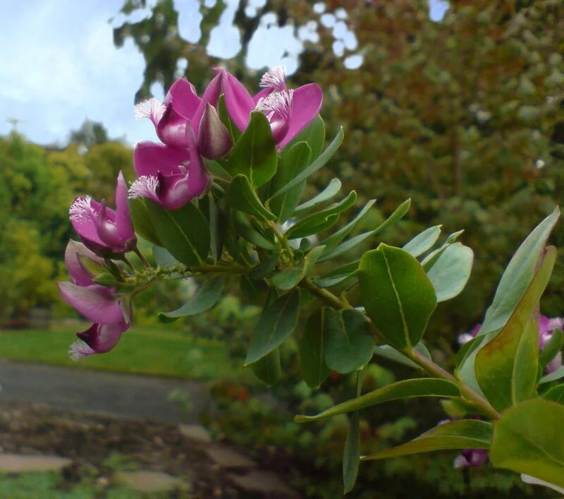 Polygala myrtifolia