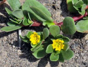 |purslane||||