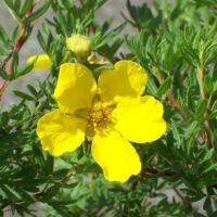 Potentilla fruticosa 'Gold Finger'