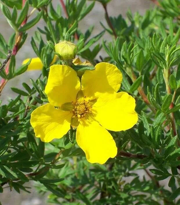Potentilla fruticosa 'Gold Finger'