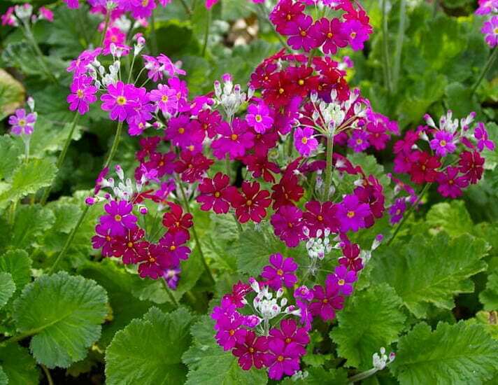 Primula malacoides
