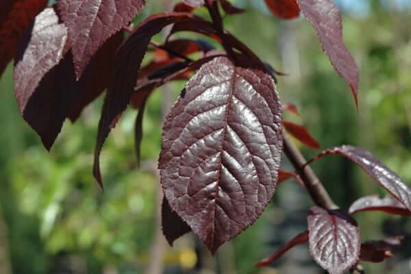 Prunus cerasifera ‘Nigra’ foliage
