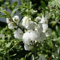 Prunus glandulosa ‘Alba Plena’