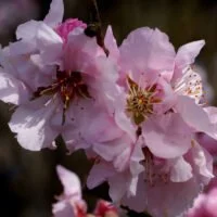 Prunus 'Pollardii'