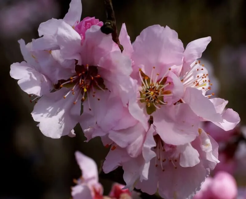 Prunus 'Pollardii'