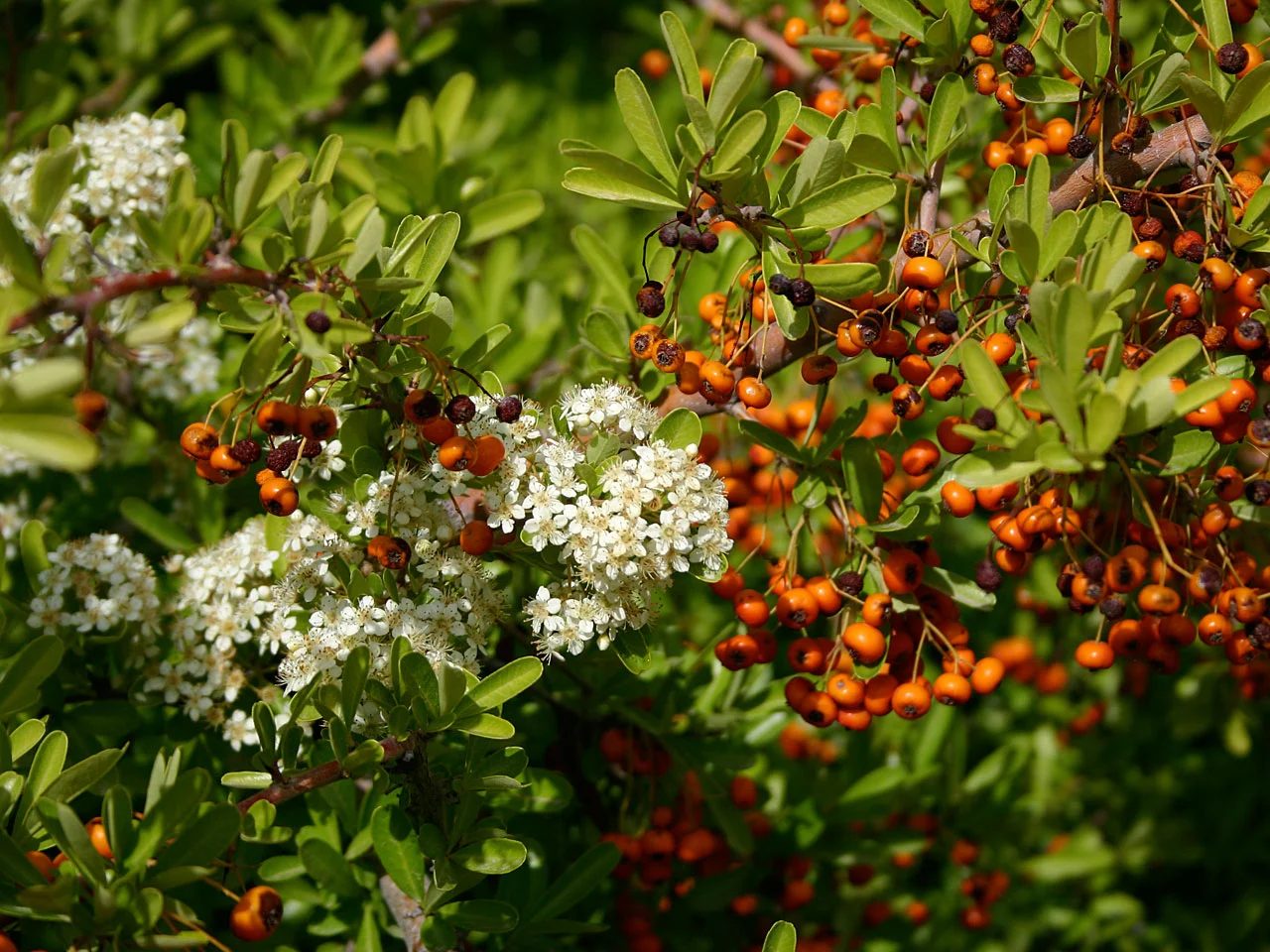 Pyracantha koidzumii 'Santa Cruz'
