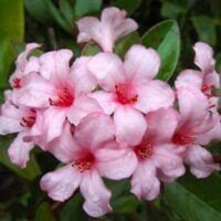 Rhododendron vireya 'First Light'