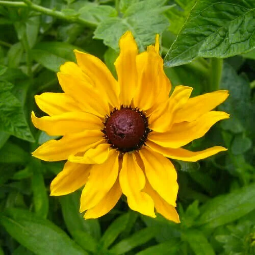 Rudbeckia hirta Marmalade1